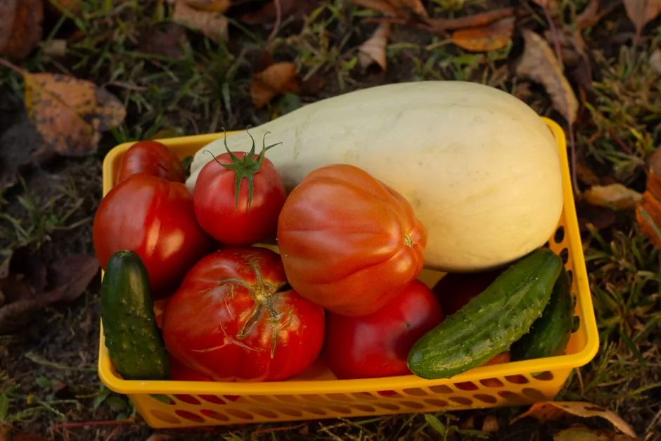 Que planter en automne au potager