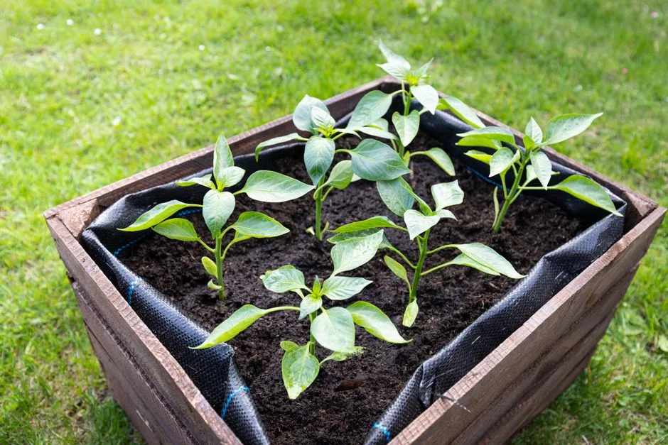 Bien débuter un potager en carré