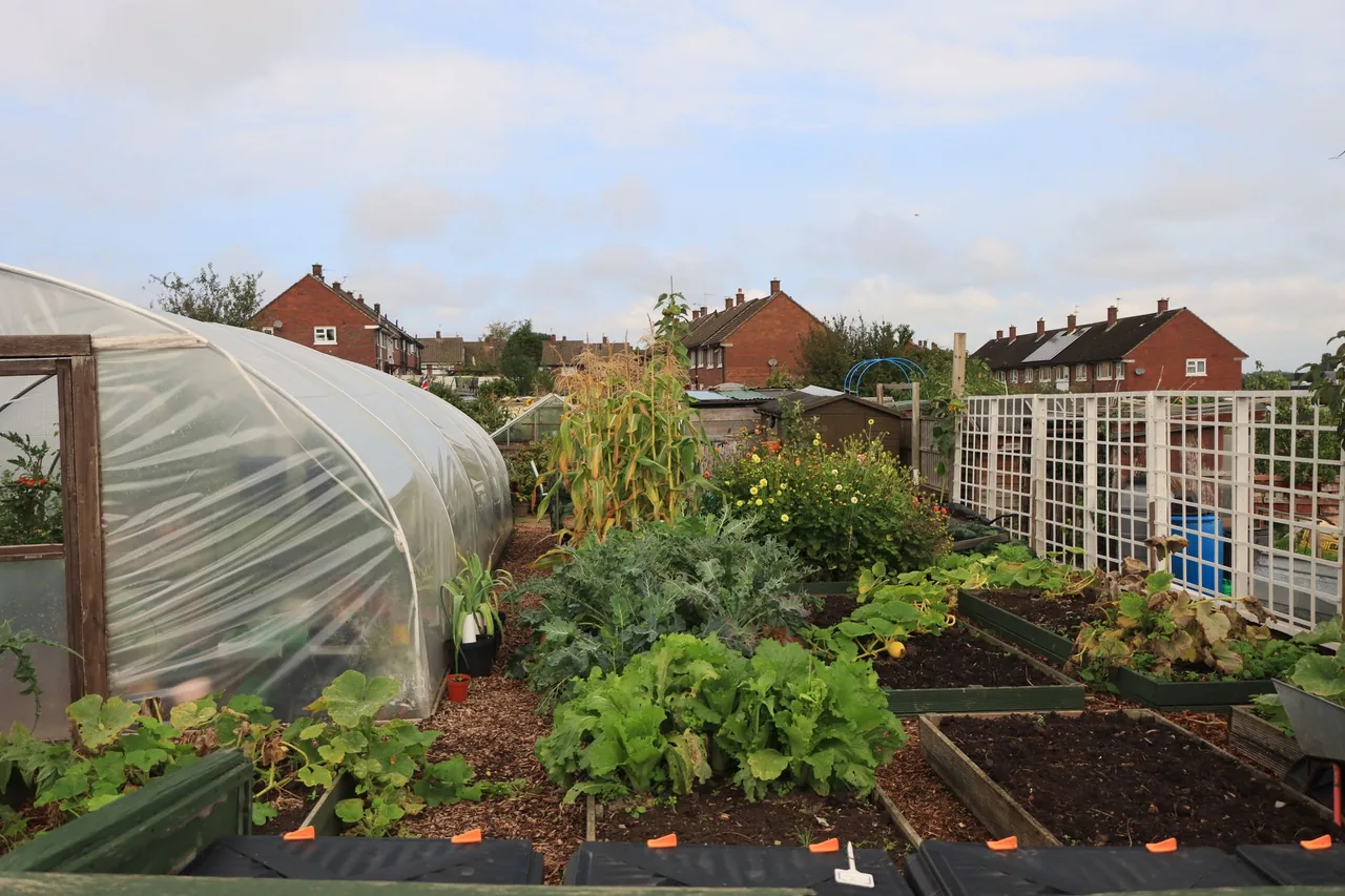 Potager partagé entretenu par l'équipe