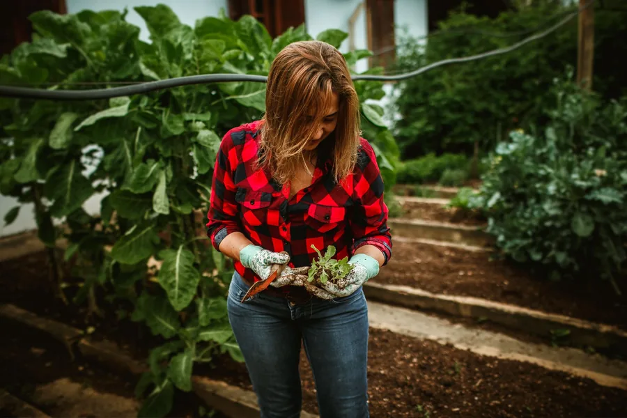 Observation du résultat au potager