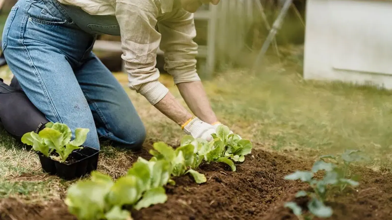 Plantation de salades en pleine terre, à genoux dans le potager
