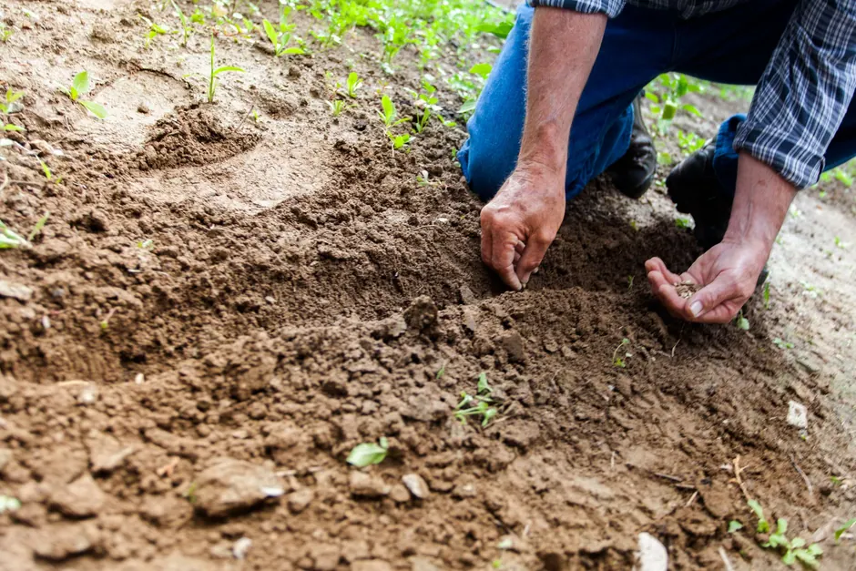 Semis en ligne à la main dans une parcelle préparée, graines pincées entre les doigts