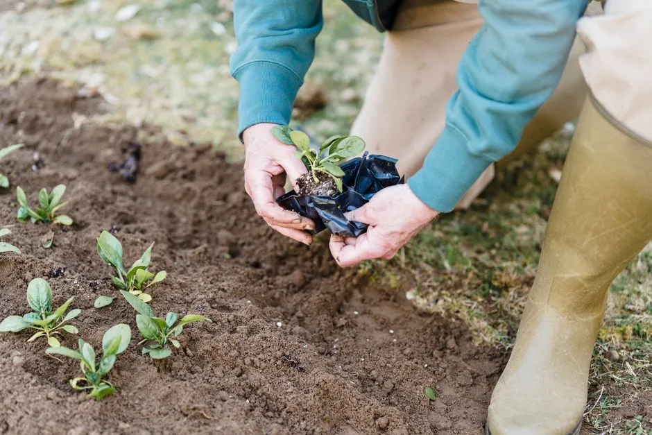 Que planter en automne au potager