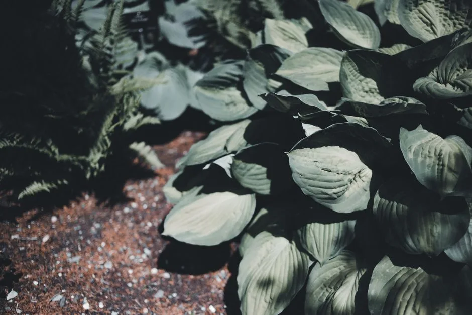 Quelles plantes pour l'ombre