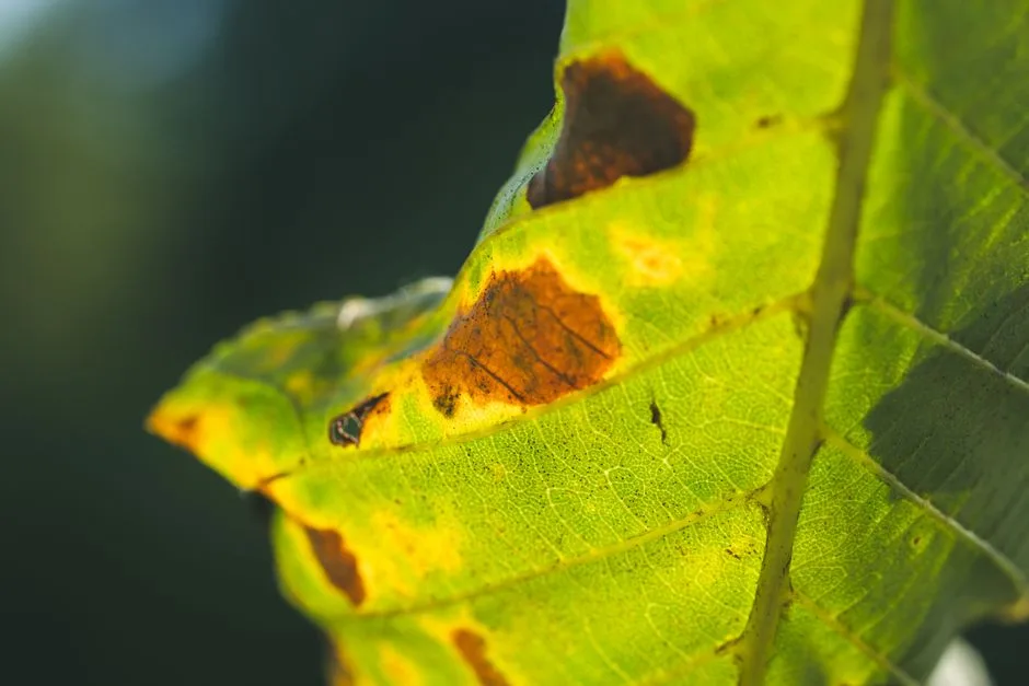 Reconnaître les maladies des tomates