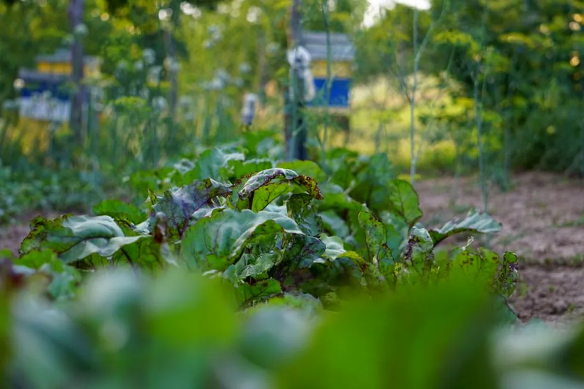 Potager