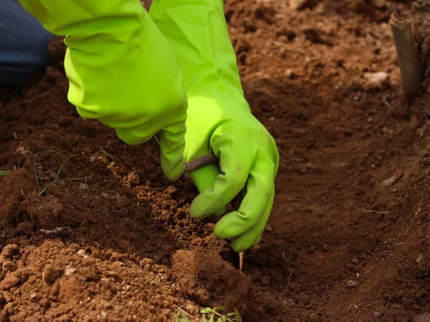 Tester les gants de jardinage